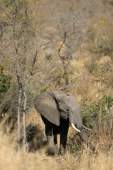 Obraz premium Elephant in Kruger National Park