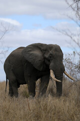 Fototapeta premium Elephant in Kruger National Park