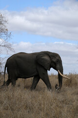 Fototapeta premium Elephant in Kruger National Park