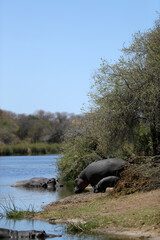 Naklejka na ściany i meble Hippo in Kruger National Park