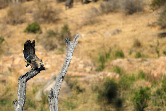 Hadida in Kruger National Park