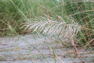 Close up view of a wild stipa feather flower in the jungle on a sand land