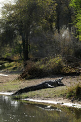 Crocodile in Kruger National Park
