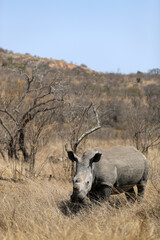 Naklejka na ściany i meble White Rhino in Kruger National Park