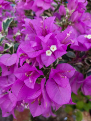 pink and purple bouganvillea