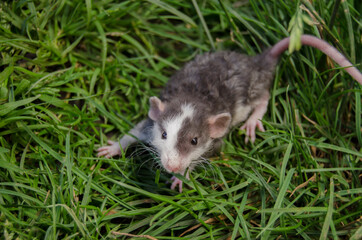 Rat in the grass