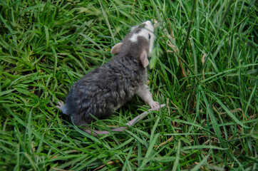 Rat in the grass
