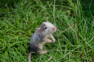 Naklejka na ściany i meble Rat in the grass