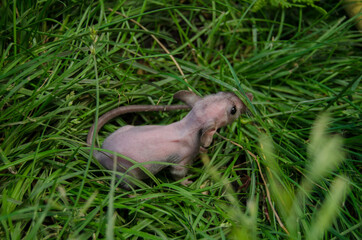 Rat in the grass