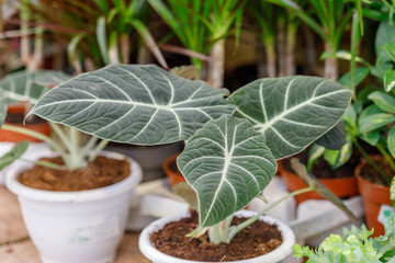 Big green leaves of alocasia reginula black velvet
