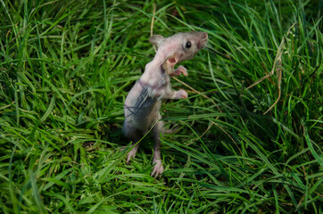 Rat in the grass