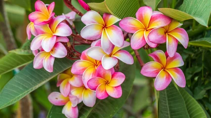 Poster Big bright pink with yellow flowers of plumeria tree © Vladimir Liverts