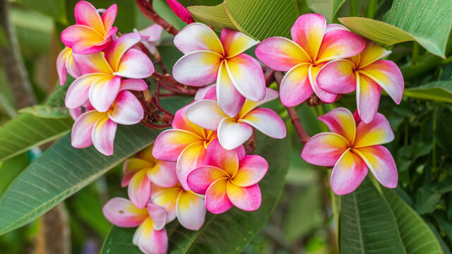 Big bright pink with yellow flowers of plumeria tree