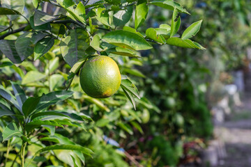 A ripe orange fruit hanging on a branch in the garden close up