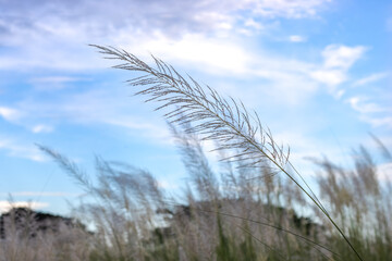 Wild stipa feather grass white flower close up under the clean blue sky