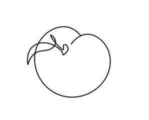 Drawing line apricot (peach, nectarine, plum) on the white  background. Vector
