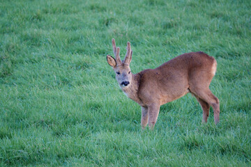 a wild roe deer (Capreolus capreolus) on Salisbury Plain chalklands Wiltshire UK