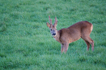 a wild roe deer (Capreolus capreolus) on Salisbury Plain chalklands Wiltshire UK