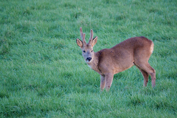 a wild roe deer (Capreolus capreolus) on Salisbury Plain chalklands Wiltshire UK