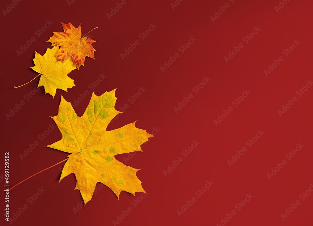 Wall mural autumn maple leaves border on red background with copy space for fall season concept. flat lay compo