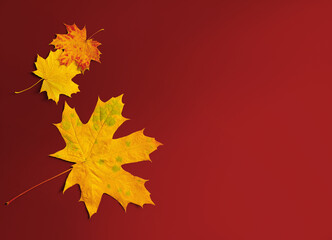 Autumn maple leaves border on red background with copy space for fall season concept. Flat lay composition top view.