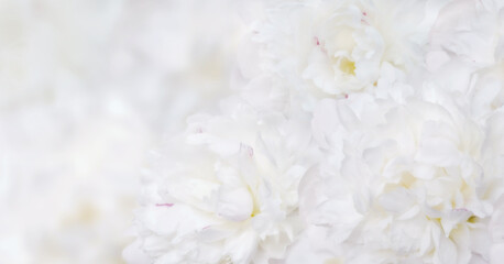Beautiful flowers background white peony