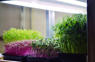 Microgreens of peas, pink radish in black boxes on a city farm, growing microgreens.