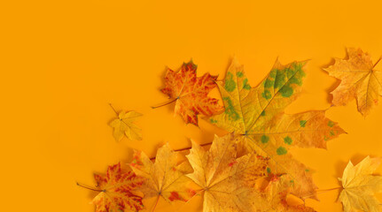 Naklejka na ściany i meble Autumn maple foliage on yellow background with copy space for fall season concept. Flat lay composition top view.