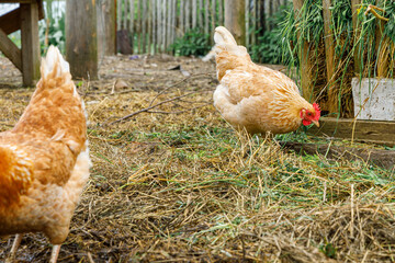 Free range chicken on organic animal farm freely grazing in yard on ranch background. Hen chickens graze on natural eco farm. Modern animal livestock and ecological farming. Animal rights concept.