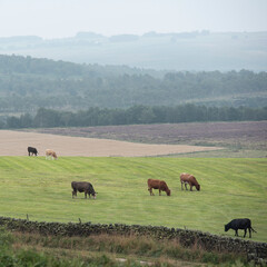 Farm livestock in late Summer evening landscape image on Peak District National Park in English countryside