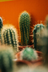 Lots of beautiful, green cactus in brown pots. Flower show in the store.