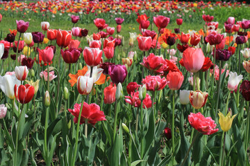 Fototapeta na wymiar Colorful tulips on park street. Landscaping of a private house territory.