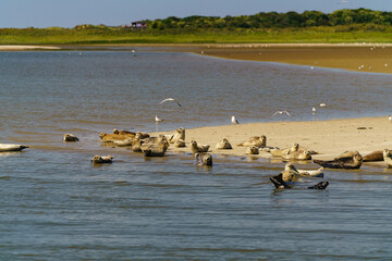 seagulls on the beach