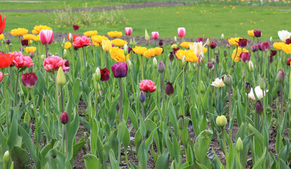 Colorful tulips on park street. Landscaping of a private house territory.