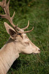 Naklejka na ściany i meble Stunning portrait of male Fallow Deer stag Dama Dama in Summer sunlight