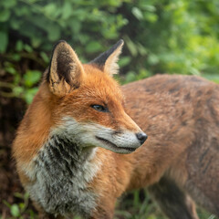 Stunning close up portrait of red fox Vulpes Vulpes with colorful background