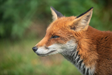 Stunning close up portrait of red fox Vulpes Vulpes with colorful background