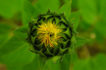 Sunflower partly-closed while blooming macro with yellow flowers and green leaves