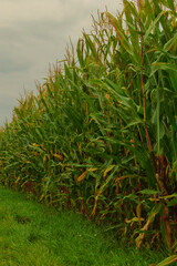 Cornfield just before harvest in autumn infront of grey clouds aquriculture