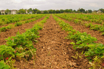 Fototapeta na wymiar Strawberry field with not ripe strawberries