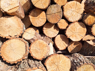 Fototapeta premium Cross section of tree trunks background. Cutting tree trunks for interior decoration, background. Preparation of firewood for the winter for heating the house.