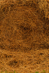 Golden straw bales macro with round pattern