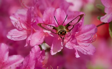 Clearwing Hummingbird Moth Flying Among Pink Flower Blossoms