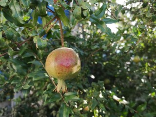 Pomegranate fruits were on the tree