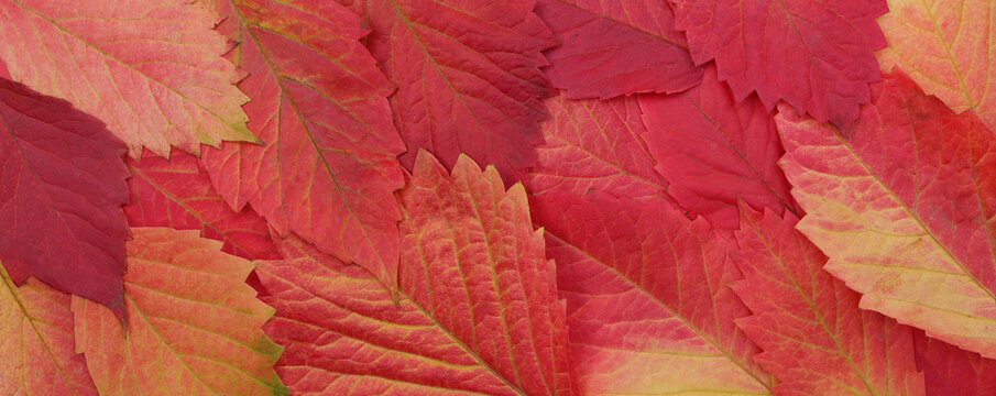Red fallen autumn leaves as  floral pattern or wallpaper.