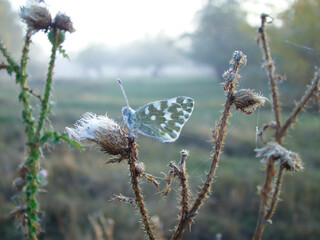 Autumn frosty foggy morning with a butterfly.
