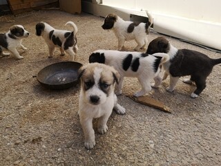 puppies  were at breed area at mediterrean region