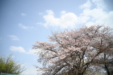 青空と桜