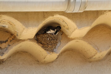 Hirondelle © Carlos