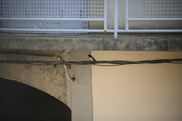 Hirondelle © Carlos